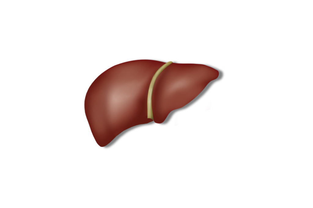 Is Hydrogen Water Good for Liver?