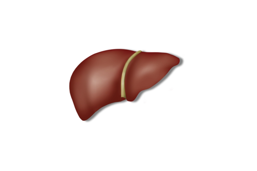 Is Hydrogen Water Good for Liver