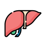 Is Hydrogen Water Good for Liver