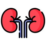 Is Hydrogen Water Good for Kidneys